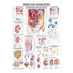 Rüdiger niere harnleiter gebraucht kaufen  Wird an jeden Ort in Deutschland
