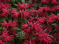 Bee balm gardenview for sale  Delivered anywhere in USA 
