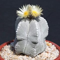 Astrophytum multicostatum onzu usato  Spedito ovunque in Italia 