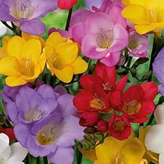Bloomique mix mix usato  Spedito ovunque in Italia 