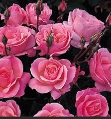 Fragrant rosa queen for sale  Delivered anywhere in UK