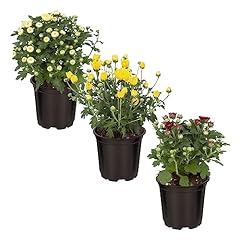 Live hardy chrysanthemum for sale  Delivered anywhere in USA 