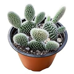Live succulents bunny for sale  Delivered anywhere in USA 