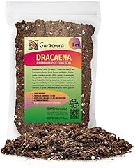 Gardenera premium dracaena for sale  Delivered anywhere in USA 