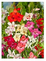Oliwier bulbs 10x for sale  Delivered anywhere in UK