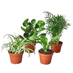 House plant shop for sale  Delivered anywhere in USA 