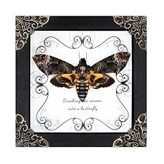 Death head moth for sale  Delivered anywhere in UK