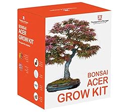 Bonsai acer tree for sale  Delivered anywhere in Ireland