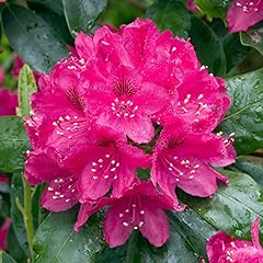 Rhododendron nova zembla for sale  Delivered anywhere in UK