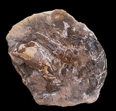 Calianassa sp. fossile d'occasion  Livré partout en France
