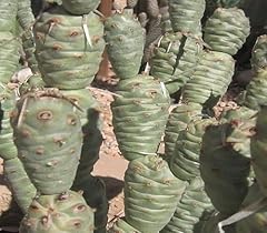 Paper spine cactus for sale  Delivered anywhere in USA 
