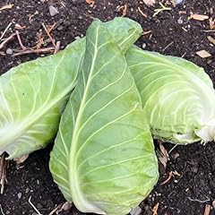 Wheelers imperial cabbage for sale  Delivered anywhere in UK