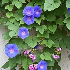 Morning glory blue for sale  Delivered anywhere in UK