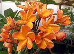 Rare orange plumeria for sale  Delivered anywhere in USA 