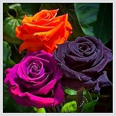 Farbenfrohe rosen premium gebraucht kaufen  Wird an jeden Ort in Deutschland