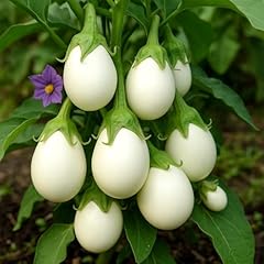 Aubergine white mini gebraucht kaufen  Wird an jeden Ort in Deutschland