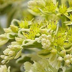 Sedum takesimense atlantis for sale  Delivered anywhere in UK