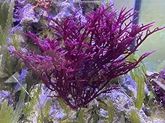 Live saltwater plant for sale  Delivered anywhere in USA 