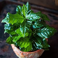 Arabian coffee plant for sale  Delivered anywhere in UK