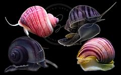 Swimming creatures mystery for sale  Delivered anywhere in USA 