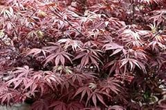Suminagashi japanese maple for sale  Delivered anywhere in USA 