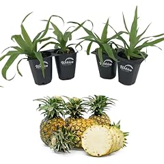 Sugarloaf pineapple plant for sale  Delivered anywhere in USA 