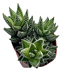Fat plants san for sale  Delivered anywhere in USA 