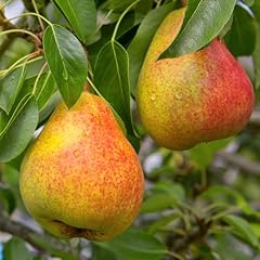 Generic pineapple pear for sale  Delivered anywhere in USA 