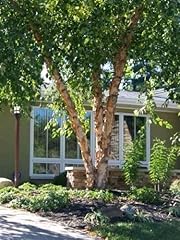 Semi betula nigra gebraucht kaufen  Wird an jeden Ort in Deutschland