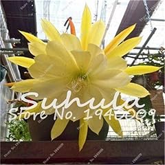Hermosas semillas cactus d'occasion  Livré partout en France
