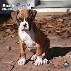 Boxer puppies calendar for sale  Delivered anywhere in UK