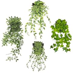 Zequech lot plantes d'occasion  Livré partout en Belgiqu