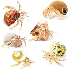 Jor hermit crab for sale  Delivered anywhere in USA 