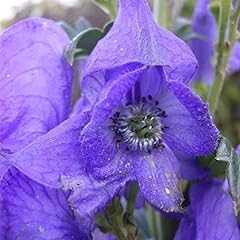 Aconitum carmichaelii arendsii gebraucht kaufen  Wird an jeden Ort in Deutschland