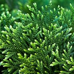Thuja plicata semi for sale  Delivered anywhere in UK