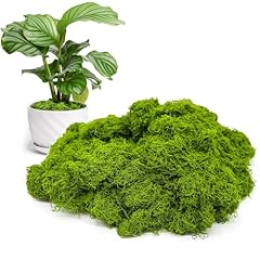 Aspamms fake green for sale  Delivered anywhere in USA 
