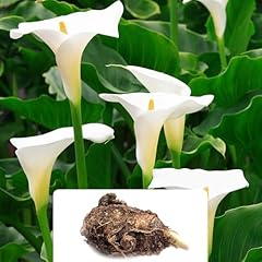 Zantedeschia aethiopica bulb for sale  Delivered anywhere in UK