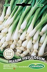 Germisem Allium Fistulosum Semillas de Cebollino 2 segunda mano  Se entrega en toda España 