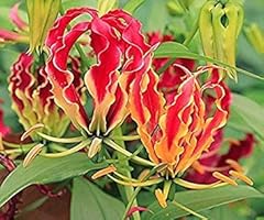 Gloriosa rothschildiana seeds for sale  Delivered anywhere in USA 