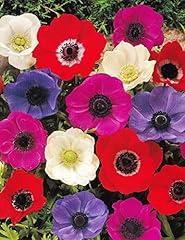 Anemonen coronaria caen gebraucht kaufen  Wird an jeden Ort in Deutschland