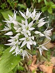Allium ursinum bulbs for sale  Delivered anywhere in Ireland