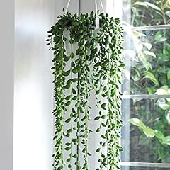 Senecio string pearls for sale  Delivered anywhere in UK
