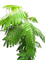Schlafbaum seidenbaum albizia gebraucht kaufen  Wird an jeden Ort in Deutschland