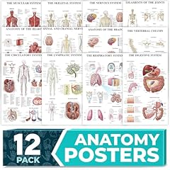 Pack laminated anatomy for sale  Delivered anywhere in USA 