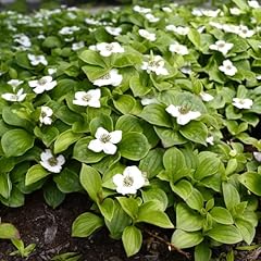 Chuxay garden bunchberry for sale  Delivered anywhere in USA 