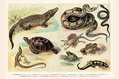 Reptiles lithograph 1888 for sale  Delivered anywhere in USA 