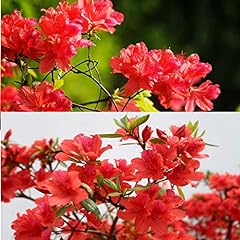 Red rhododendrons flowers for sale  Delivered anywhere in USA 