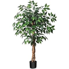 ficus d'occasion  Livré partout en France