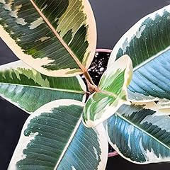 40cm getopfte ficus gebraucht kaufen  Wird an jeden Ort in Deutschland