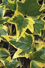 Climbing ivy plant for sale  Delivered anywhere in UK